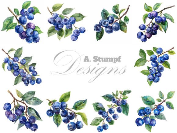 Blueberry Watercolor Fruits Illustrations: A Designer’s Review for Real Business Branding